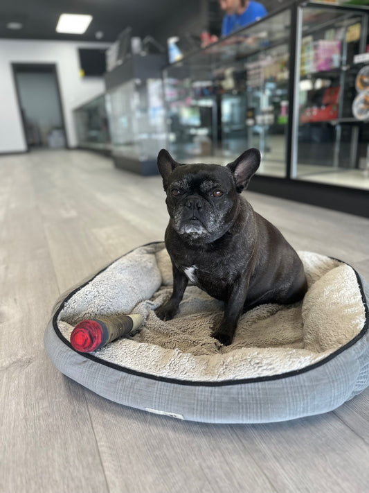 CBD Dog Anxiety Stress Robin's Nest Naturals organic